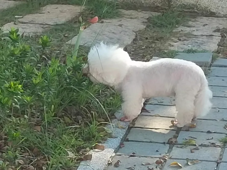 狗狗