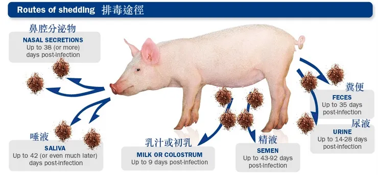 PRRS的排毒途徑(圖片來源連結)