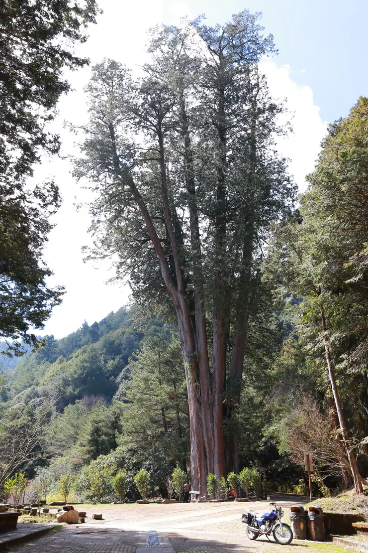大雪山森林遊樂區的招牌神木「雪山神木」，樹圍13.5公尺，校正後樹齡1095歲，是我最有感情的一棵神木。