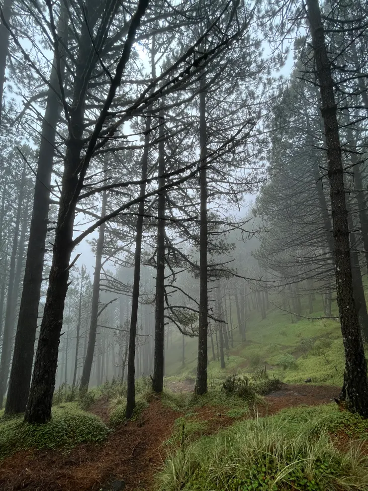 霧中的森林小徑