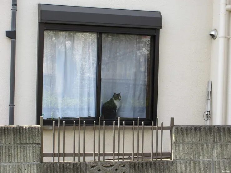 2025年,但我在別家看到了別隻貓咪