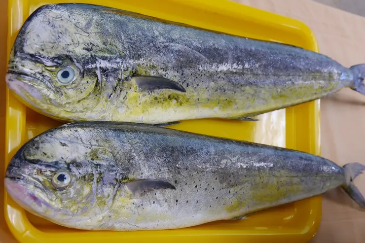 鬼頭刀主要來自台灣東部與南部。圖源:農傳媒