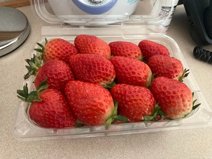 帶著草莓回飯店休息，草莓漂亮又好吃