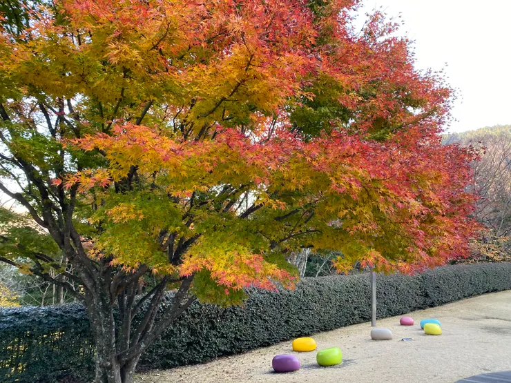 紅葉下面有各種色彩的軟軟的小沙發可以休息。