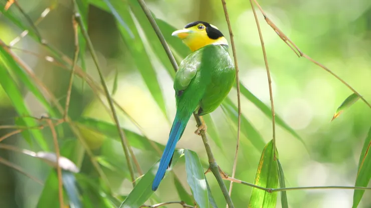 崗卡章公園拍攝距離較近