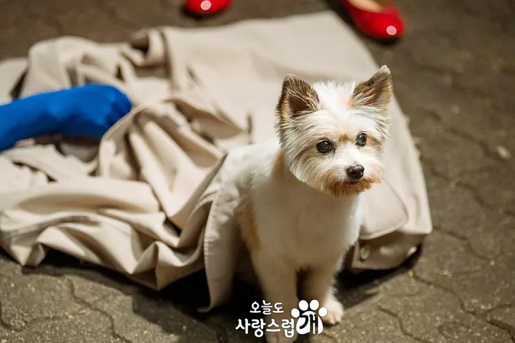 家族詛咒竟然是和異性接吻就會變成狗！