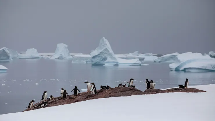 企鵝不適合在泥地上行走及移動，但全球暖化讓南極半島冰雪消融，表土露出，危及企鵝生存。（圖片來源：https://diversionxr.com/en/catalogue/marins-des-glaces-2/）