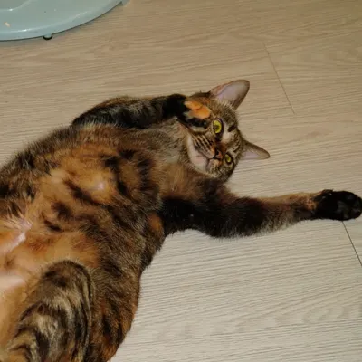 黑人憲的旅行實驗室