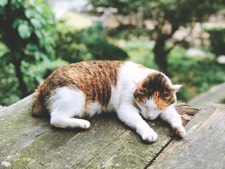 像貓一樣有個性