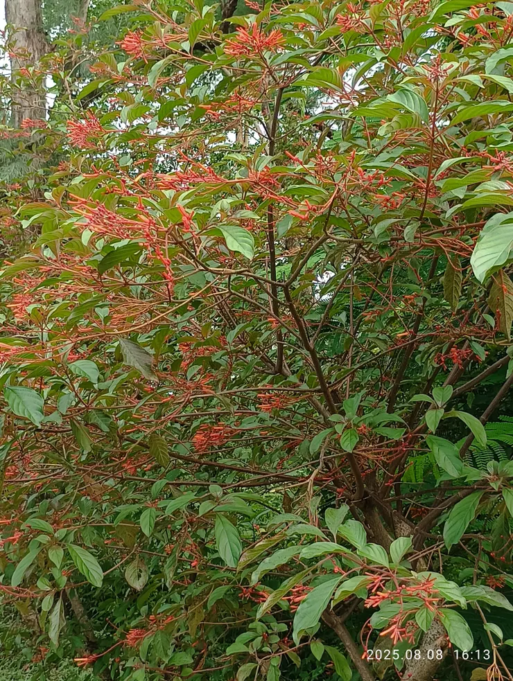 醉嬌花，自拍攝