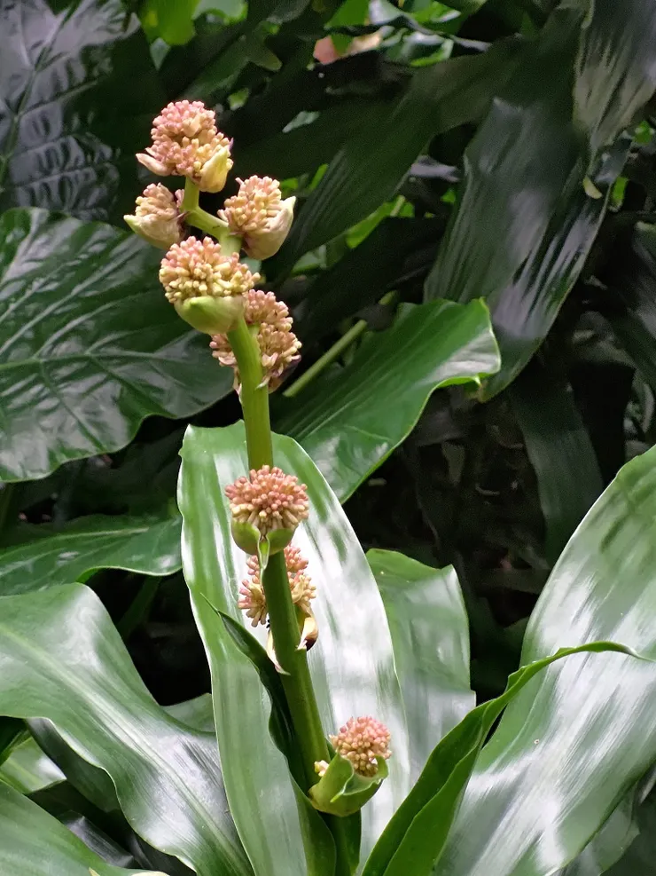 不知名花(但很香)
