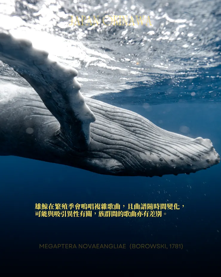 攝影｜𝖳𝖸𝖫𝖤𝖱 𝖳𝖠𝖭𝖠𝖪𝖠