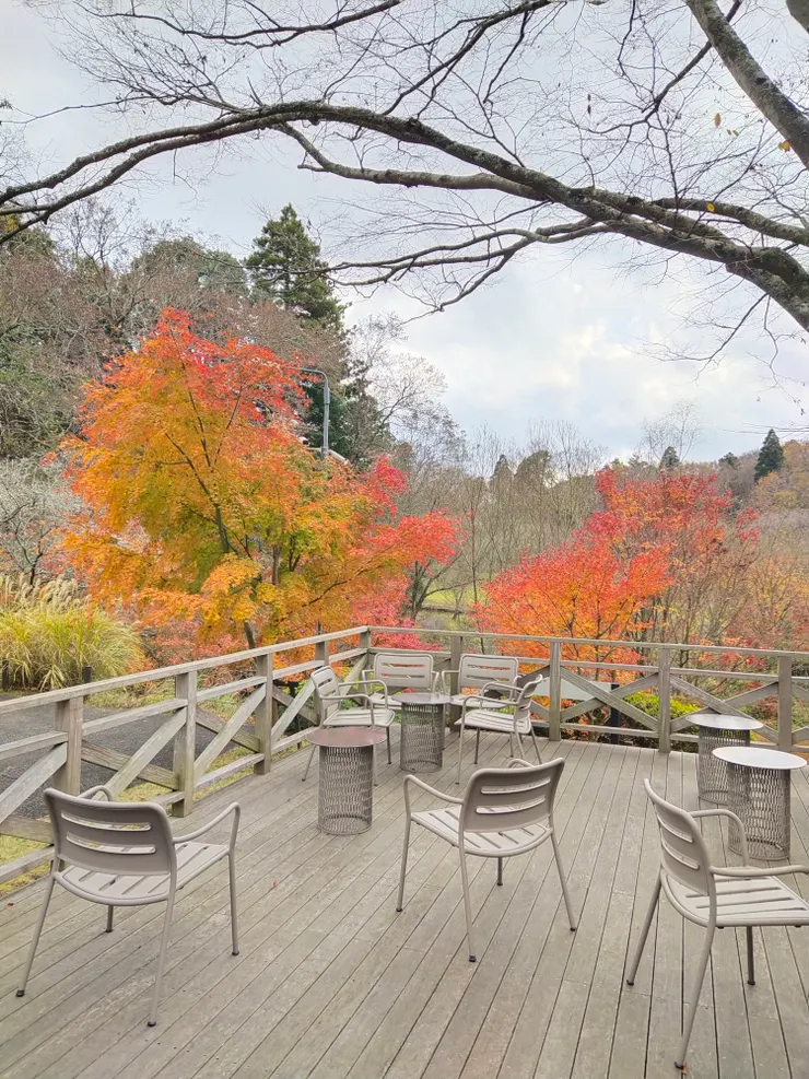 休息區-戶外座位(如果早個兩星期來，楓紅應該很美)