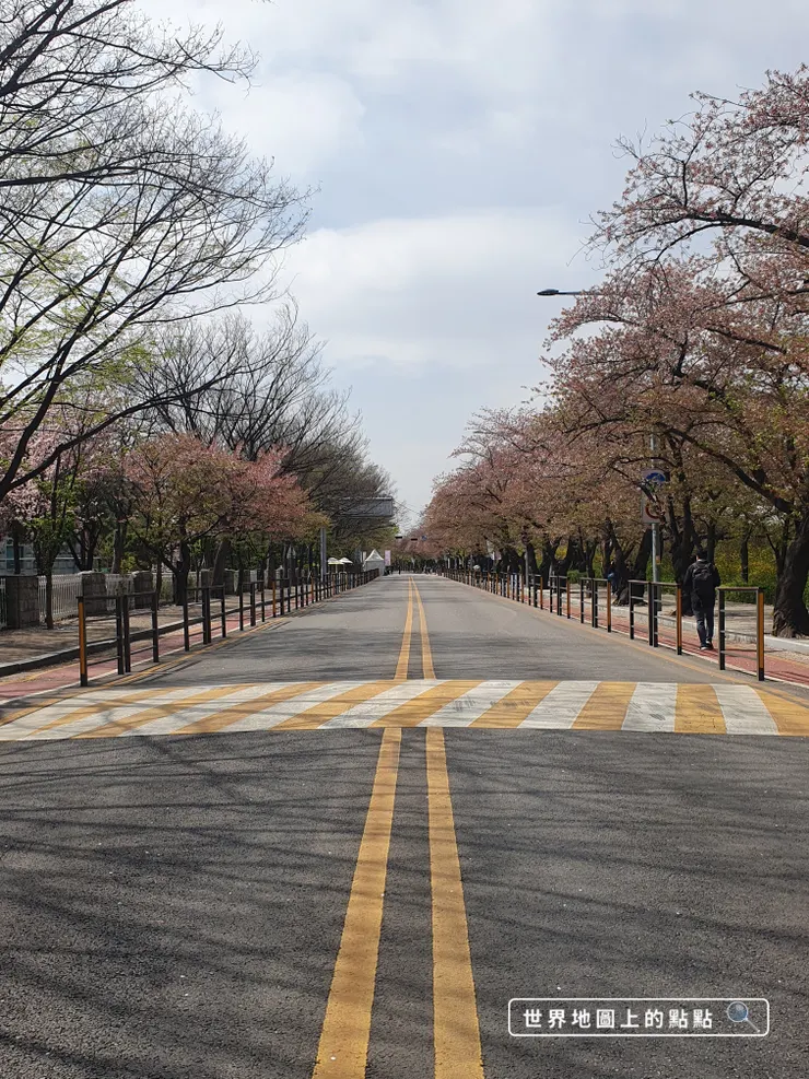 汝矣島輪中路的賞櫻大道