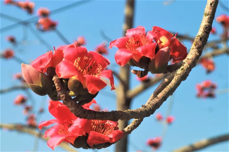 木棉為高大喬木,古人須攀枝方能採摘,故有「攀枝花」之稱。