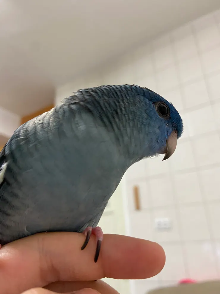 某天啪嗒啪嗒就飛起來了