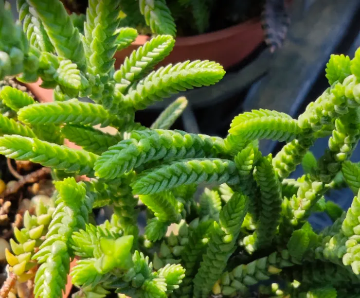 像「小珊瑚」的多肉,原來是個「香薰機」