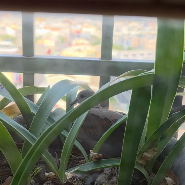 0403 拍攝，孵蛋中