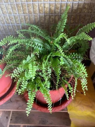 手機拍攝，2023/9/16