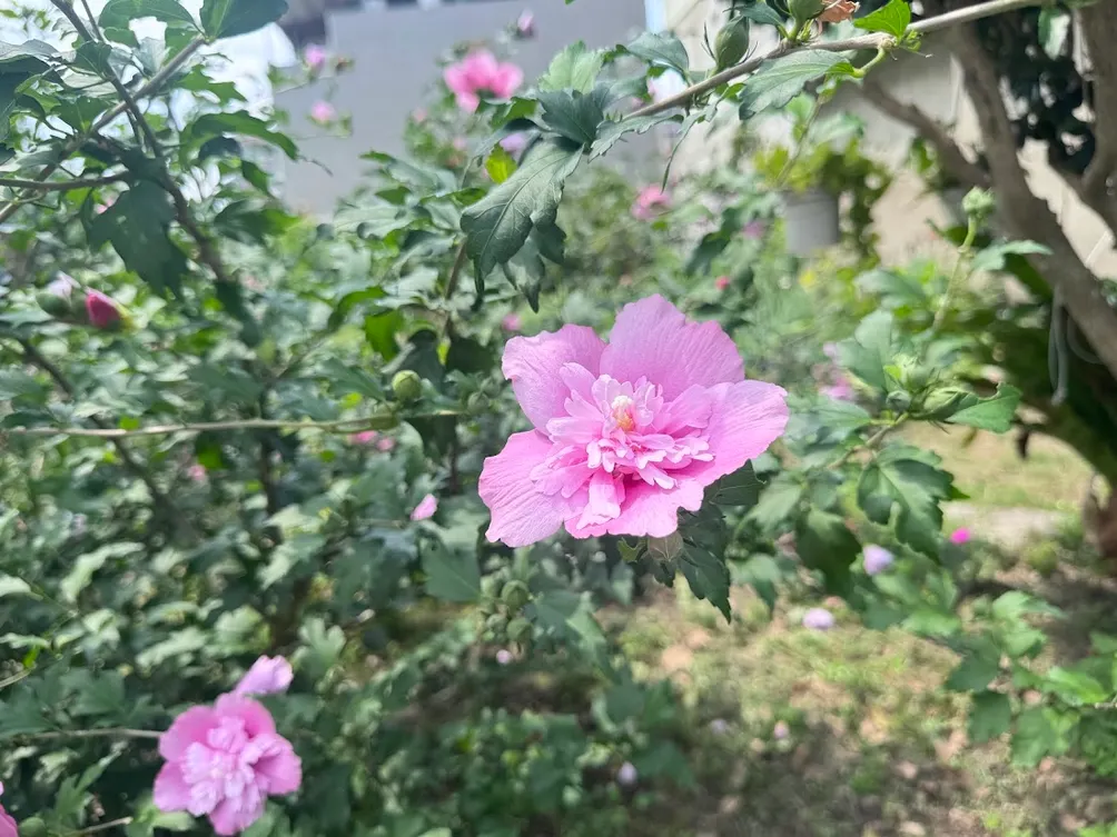 Y君的生活,旅遊,瑣碎記事