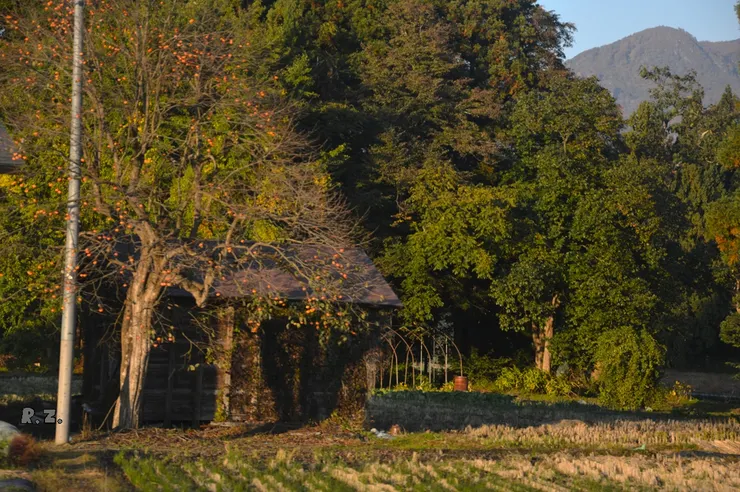農家院子的柿子樹 ([陳傳義]車拍)