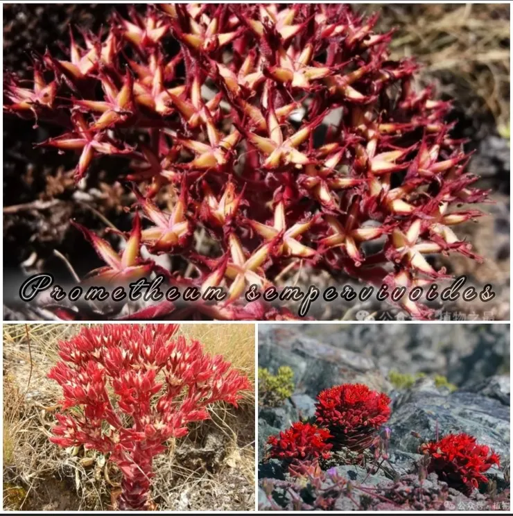 普羅米修斯常綠Prometheum sempervivoides