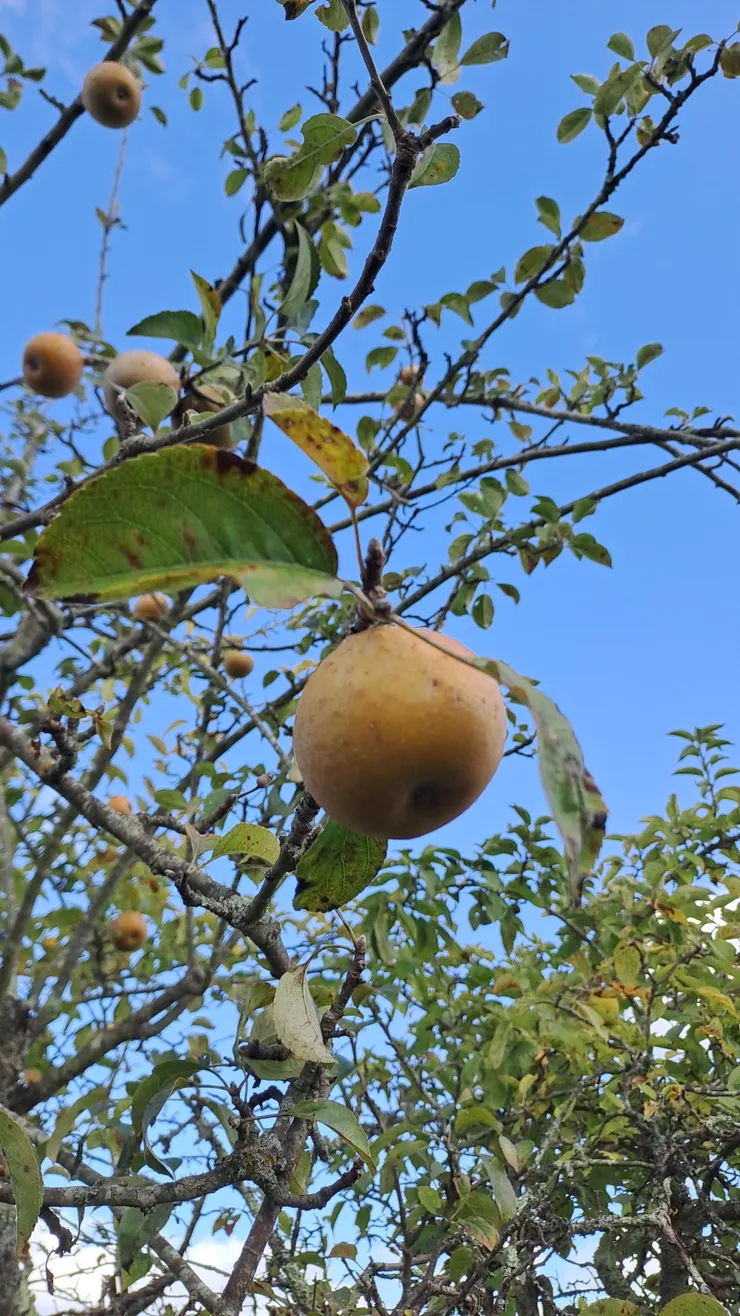 樹上的蘋果（這個品種顏色長的有點像水梨？）