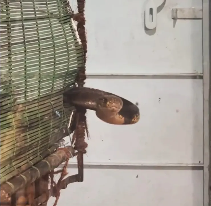 住在VIP冷氣房、世界上體型最長的的眼鏡王蛇