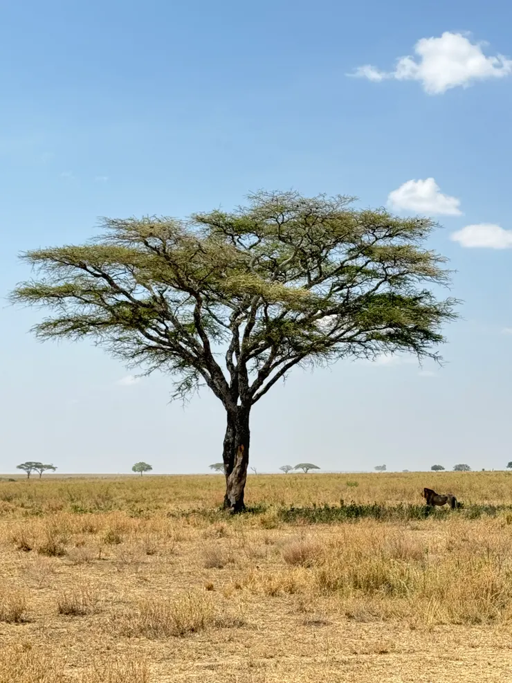 公獅在這種時候最專情了~~~