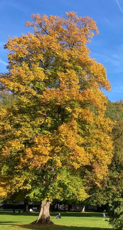 洪教授的旅行人生