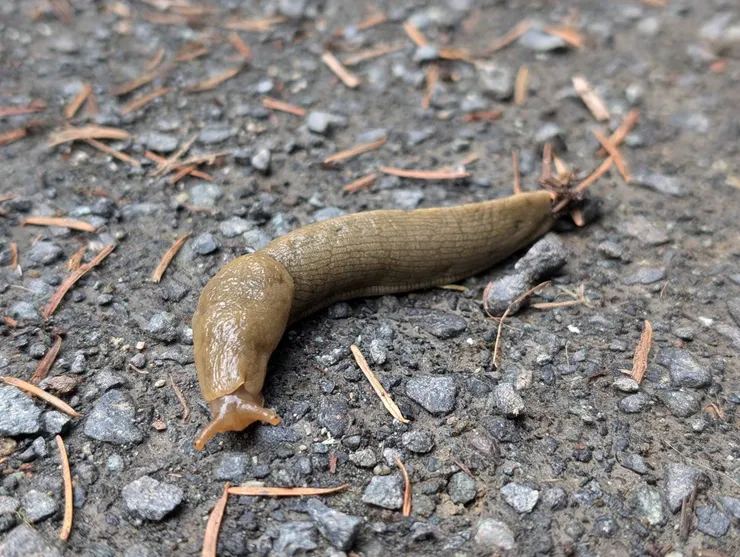 三月拍到的沒斑點香蕉蛞蝓