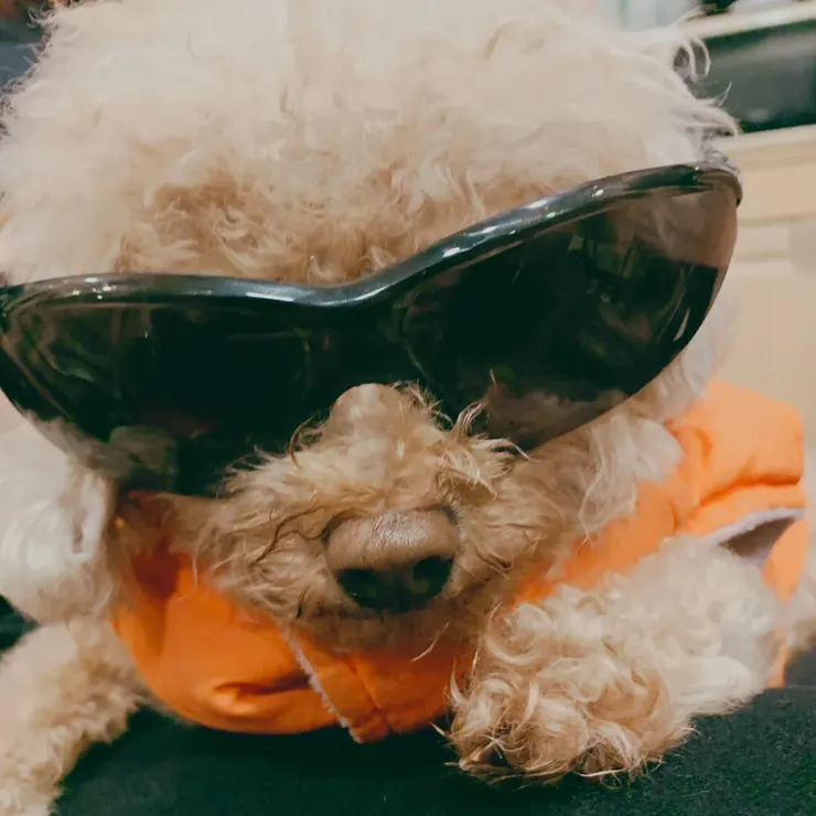 請狗腿示範一下酷龍墨鏡