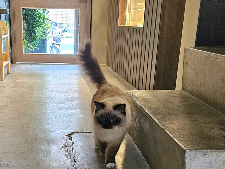 眼睛瞪超大超可愛的🥹