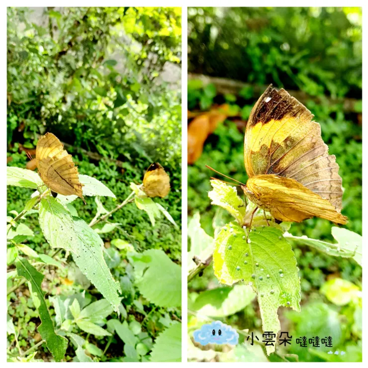 有各種蝴蝶可以帶著孩子一起觀察
