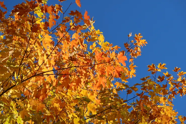 耀眼的黃金楓葉