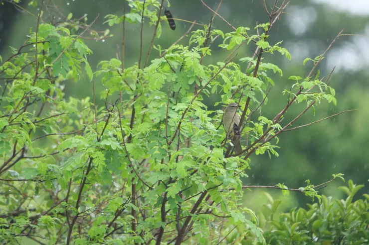 White Browed Bulbul