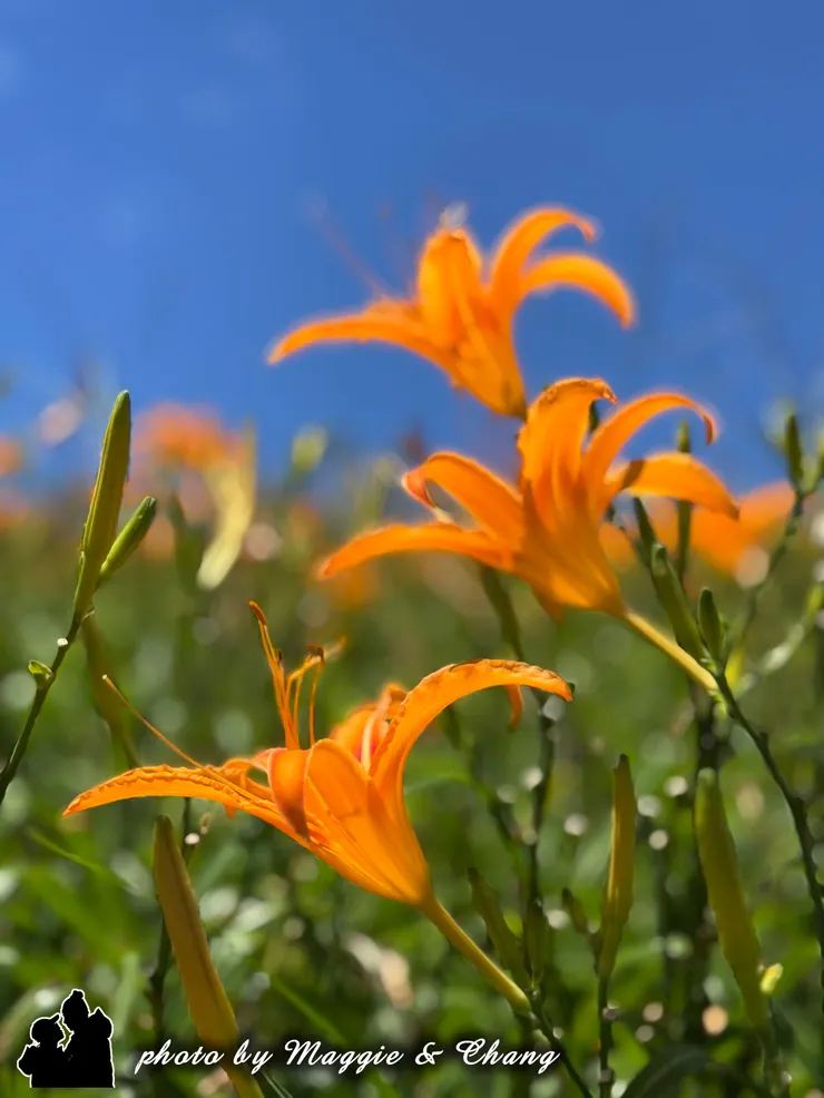 當微風輕拂，仍有橘黃色的花海隨風起伏， 彷彿在向我們微笑。那一刻，我突然明白旅行的美，不僅在於完美的景色，而是當下的心情與陪伴