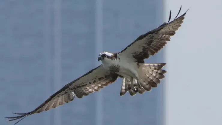 魚鷹