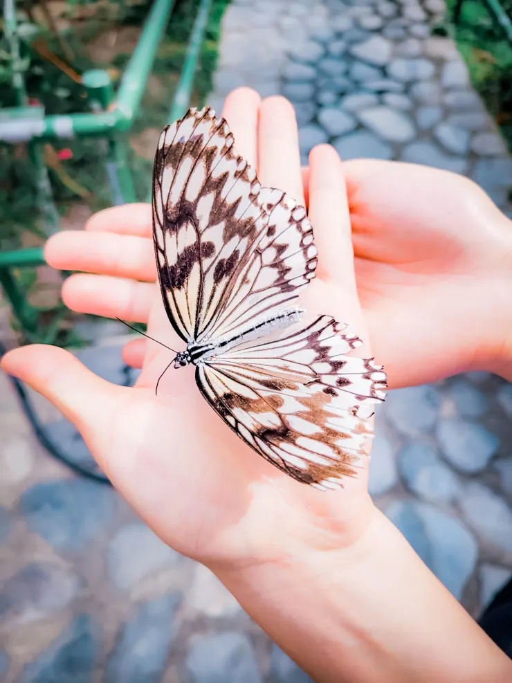 這就只是讓他停留，沒有特別抓蝴蝶，現場也有導覽人員引導喔！