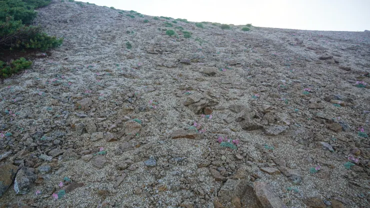 粉紅的駒草遍佈在碎石地上