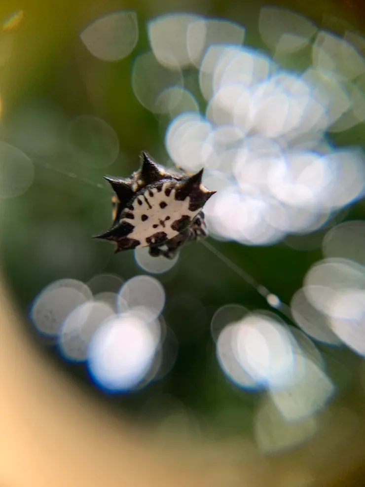 Hello kitty掛在網心曬萌