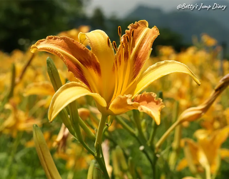 ▲2025花現台七「桃園繡球金針農遊趣」/ 圖片來源：Betty's Jump Diary