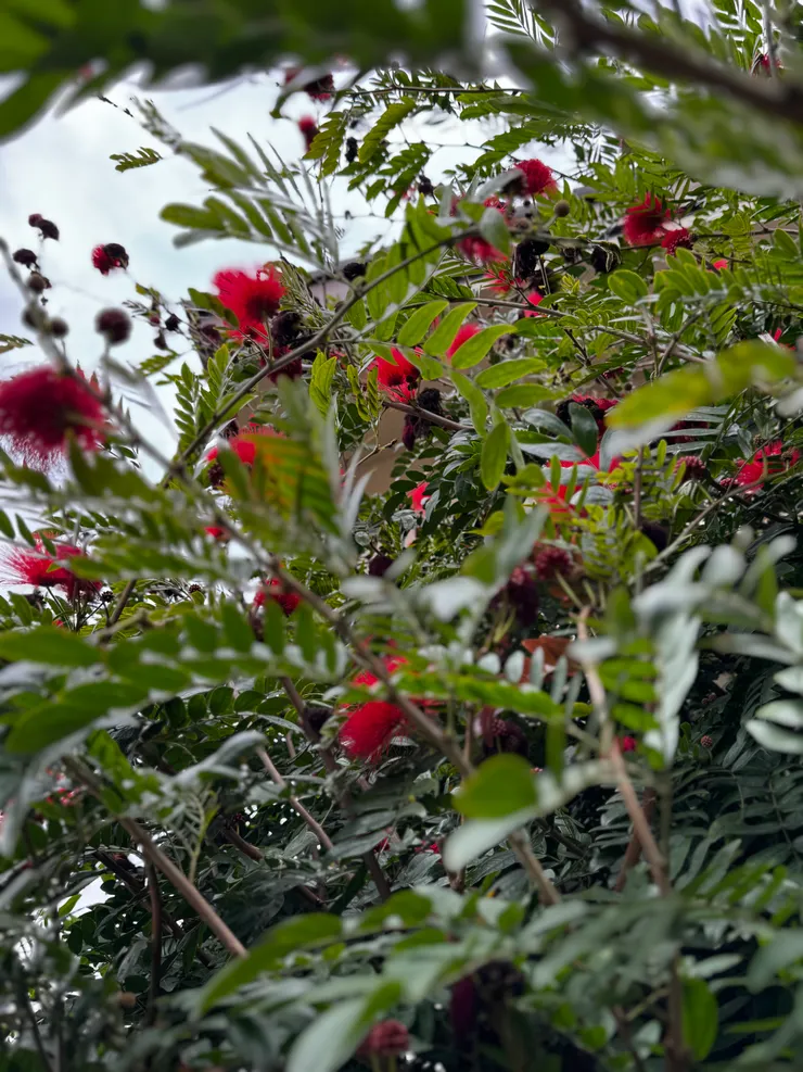 iPhone 15 / photo by 甜甜錁zero 