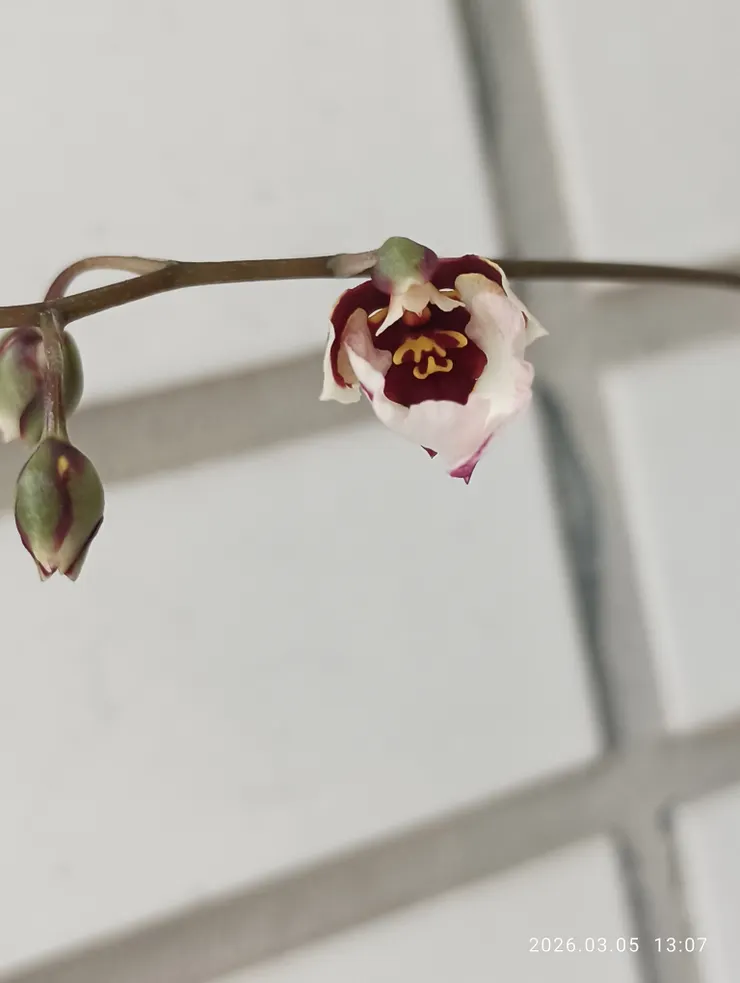 劍葉文心蘭花初吐