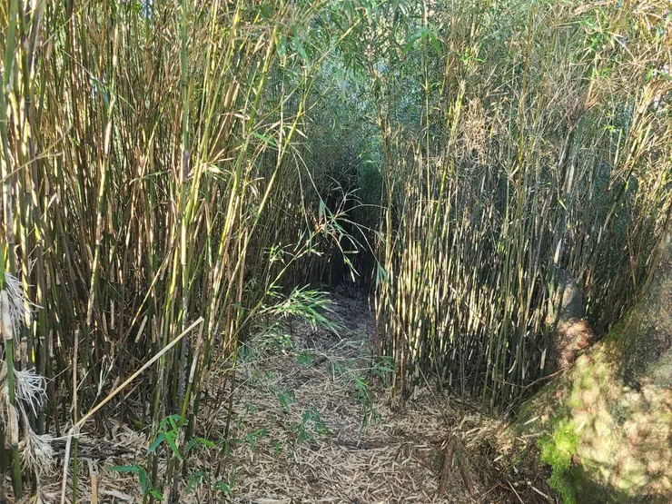 箭竹林一樣很多，但是相比第三天算寬很多了。不過這天的路況比較多是樹根盤結、爛泥多要小心踩點