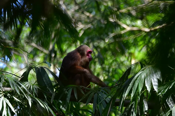 遇到一整群截尾獼猴