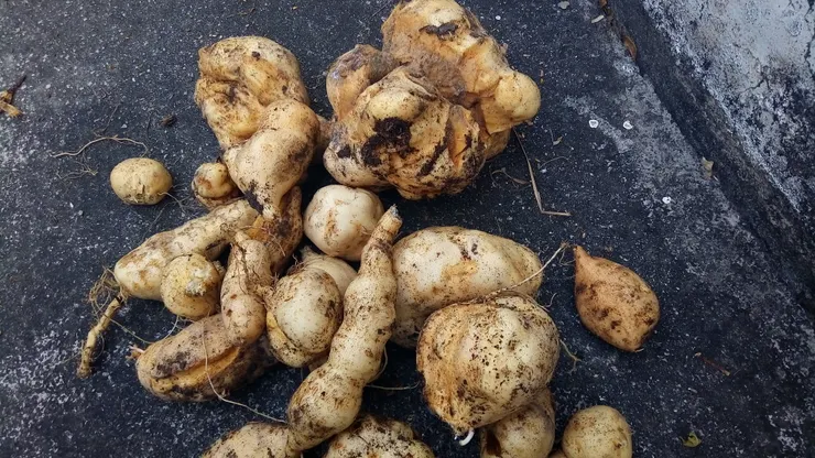 家中自己種的地瓜，各種奇形怪狀都有，原來它們無拘無束地生長是和外面賣的形狀不一樣的。(笑）