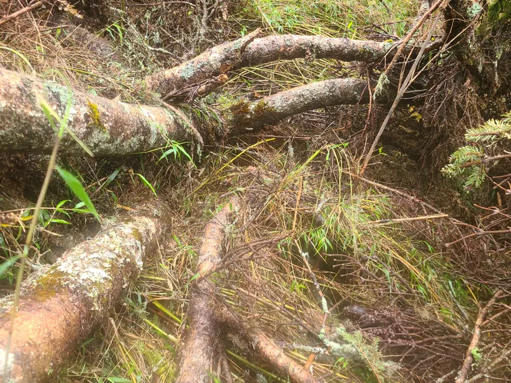 過碑往中雪山的路，也是倒木很多