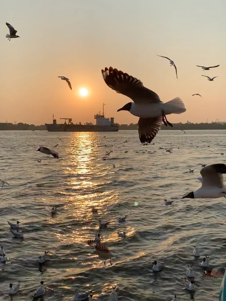海鷗超多超壯觀，搭配落日美景令人讚嘆！
