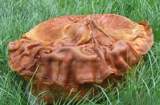 這一坨罕見但極其珍貴的肉靈芝，據說就是《山海經》裡具有神奇再生能力的怪獸，名為「視肉」(圖片出自網路)